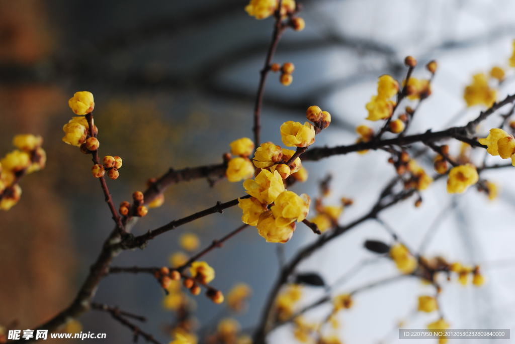 梅花