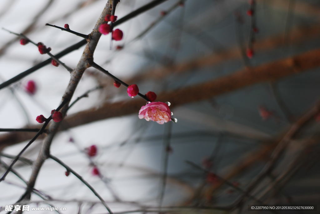 梅花