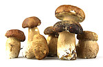 野生蘑菇