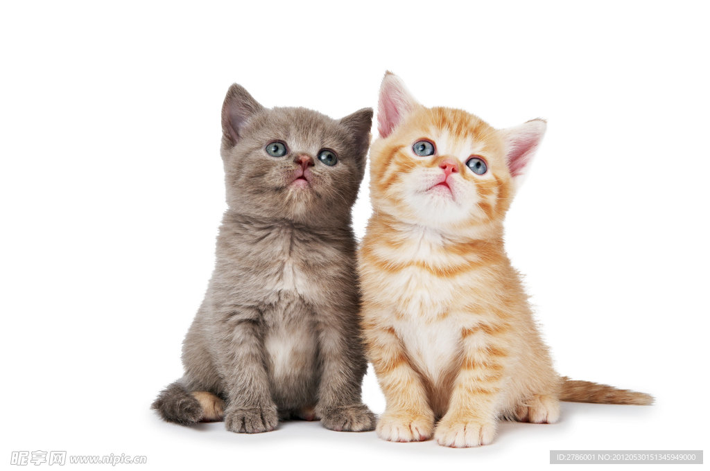 猫咪
