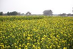 遍地油菜花