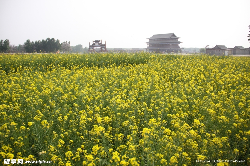 遍地油菜花