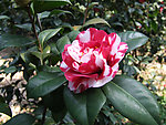 茶花