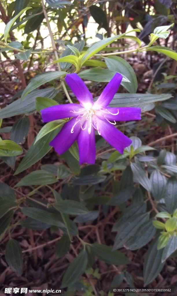 紫荆花