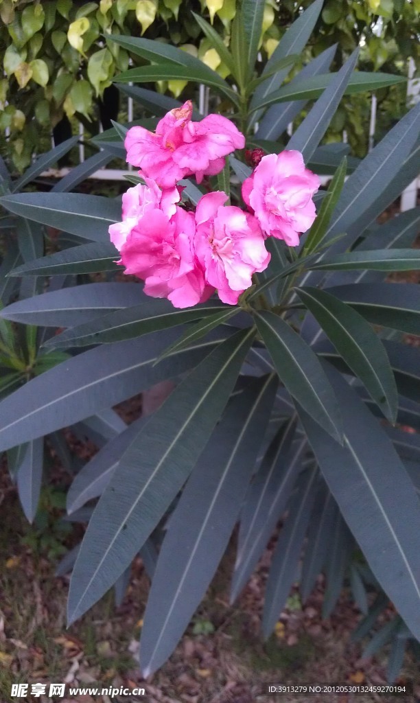 夹竹桃