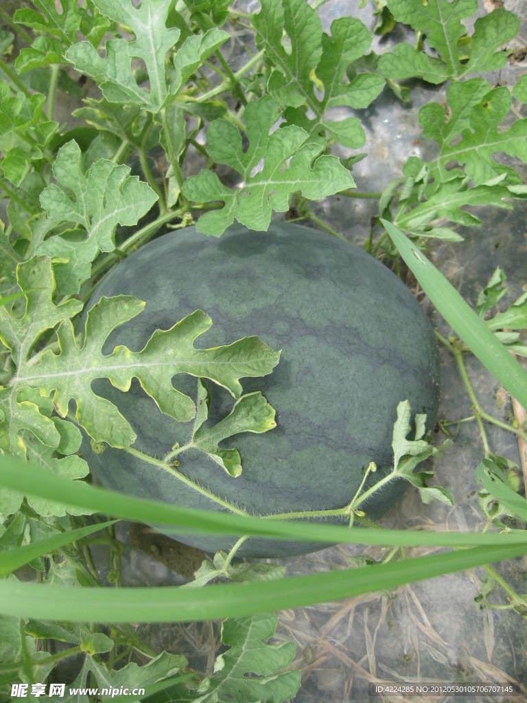 西瓜地