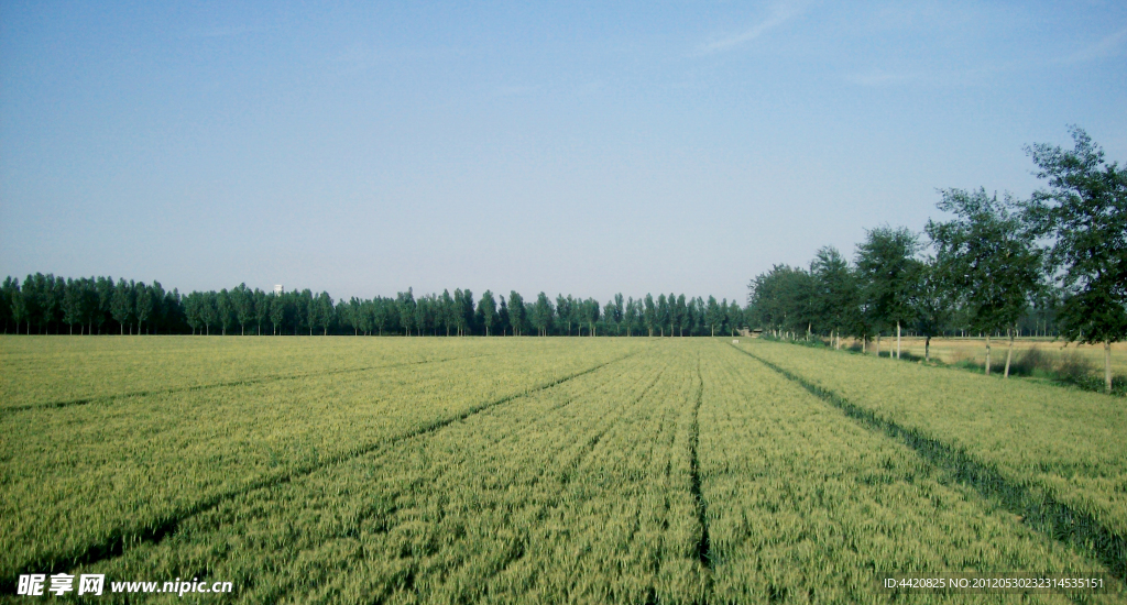 田野