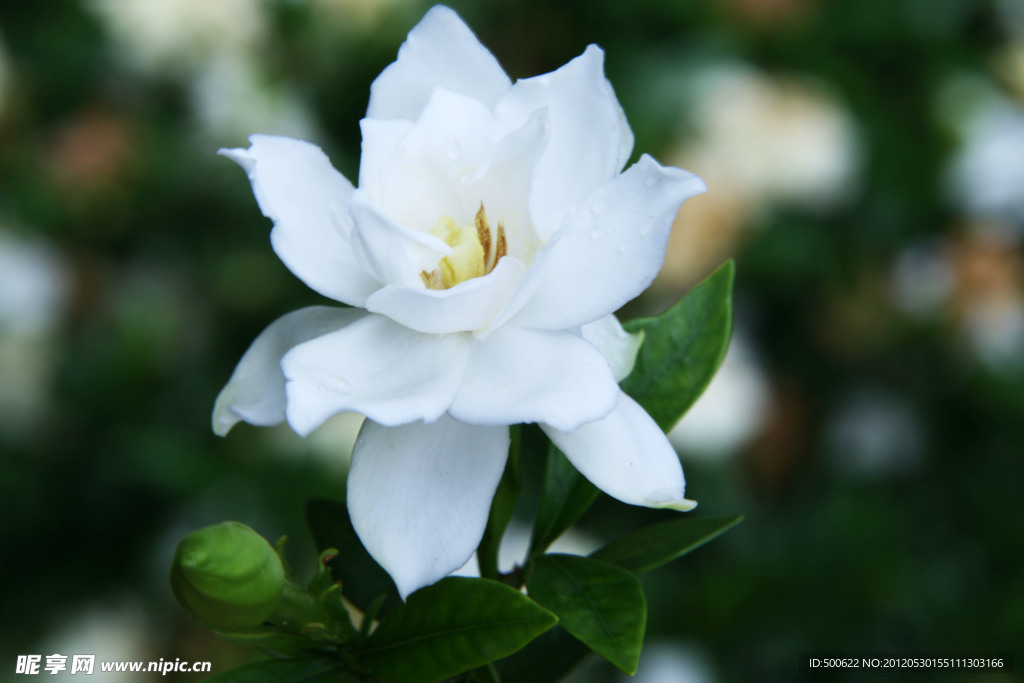 栀子花
