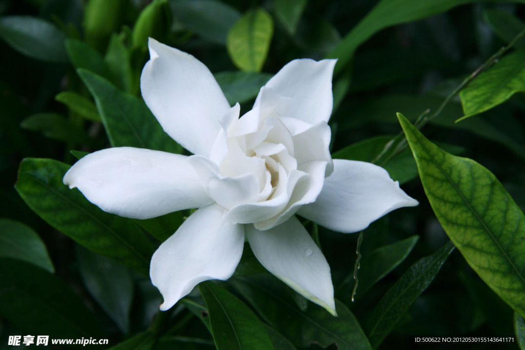 栀子花