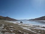 羊卓雍湖