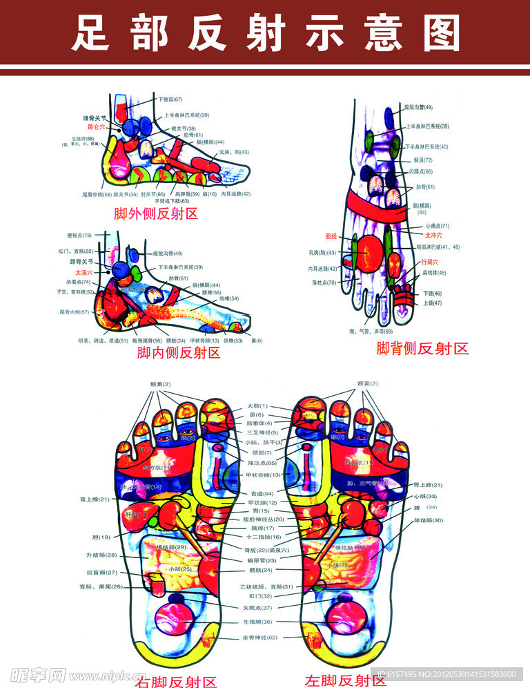 脚步各部位名称