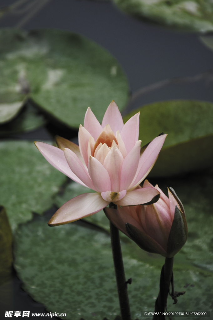 荷花