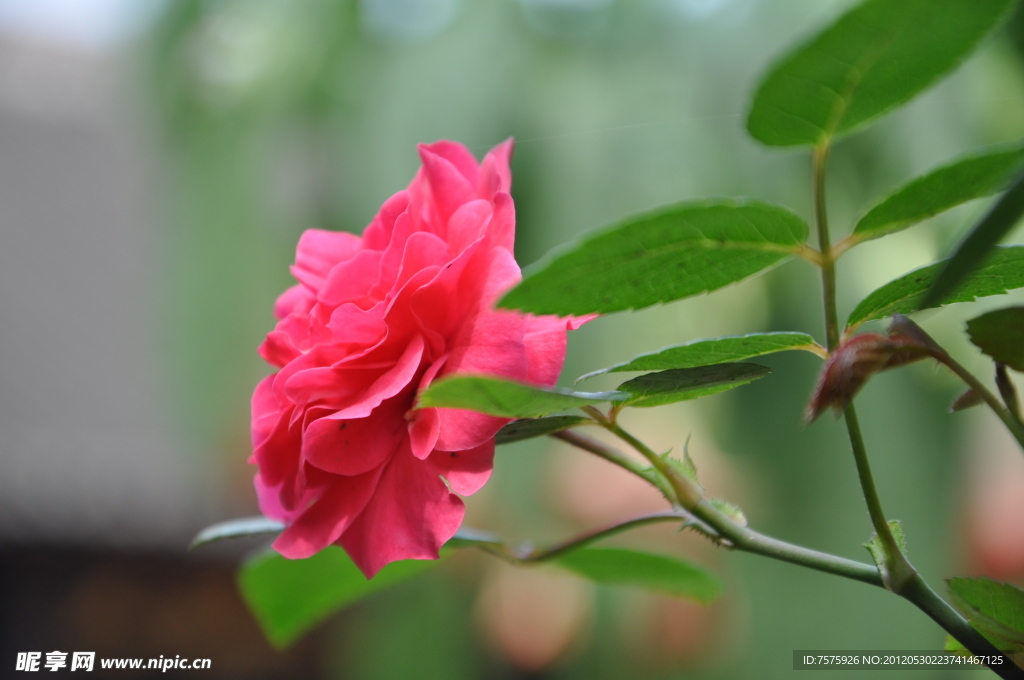 月季花