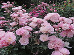 月季花