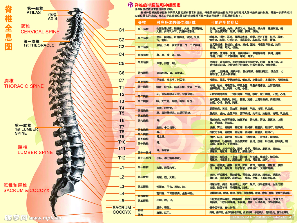 脊椎全息图
