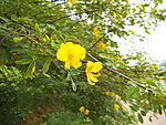 黄色小花