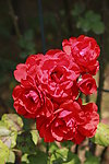 红色月季花