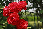 红色月季花
