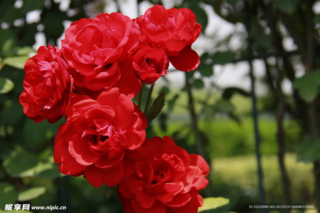 红色月季花