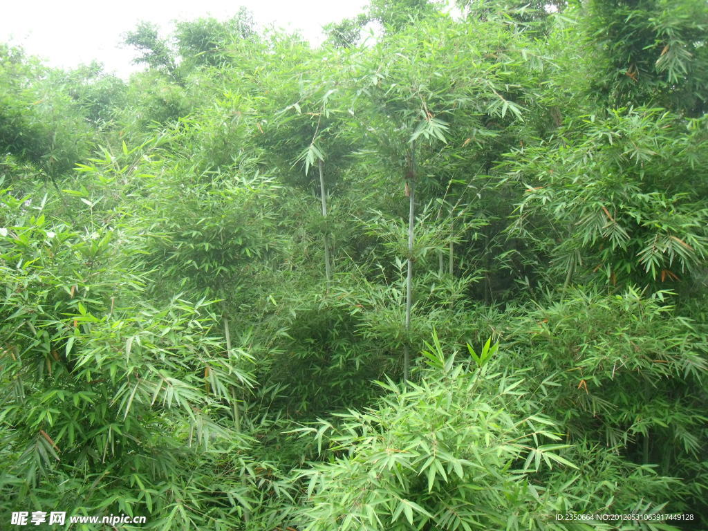 竹子