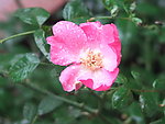 雨季月季花