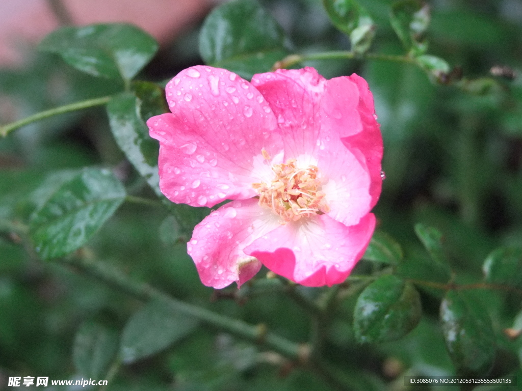雨季月季花
