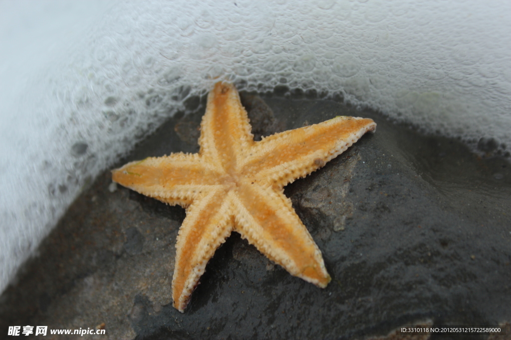 海星