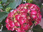 八仙花 绣球花