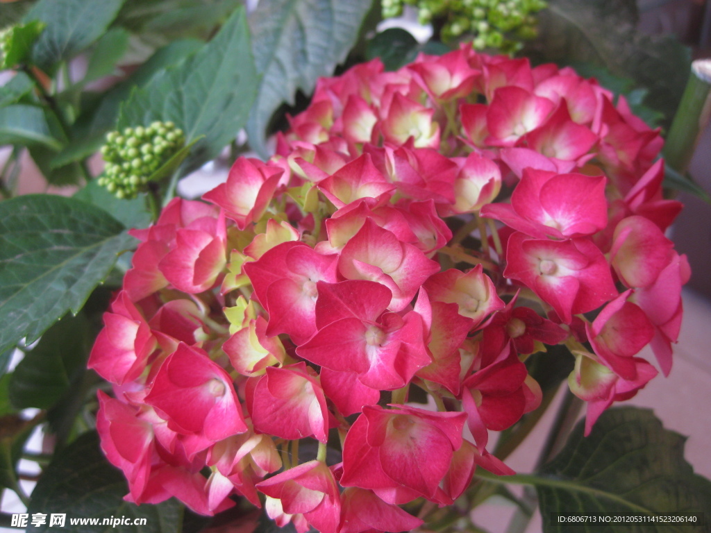 八仙花 绣球花