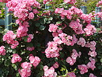 蔷薇花