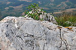 山顶1枣树