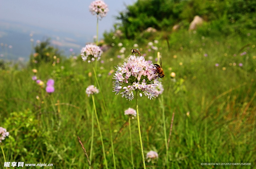 山葱花