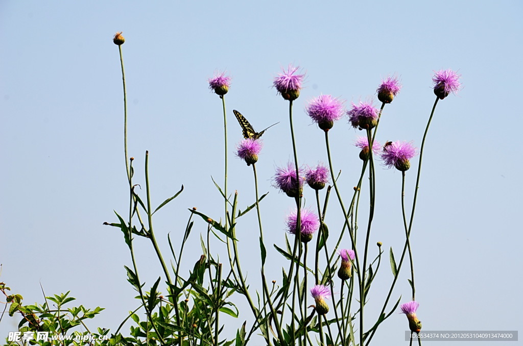 蝶恋花
