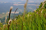 茴香山草花