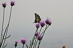 蝶恋花