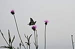 蝶恋花