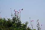 蝶恋花