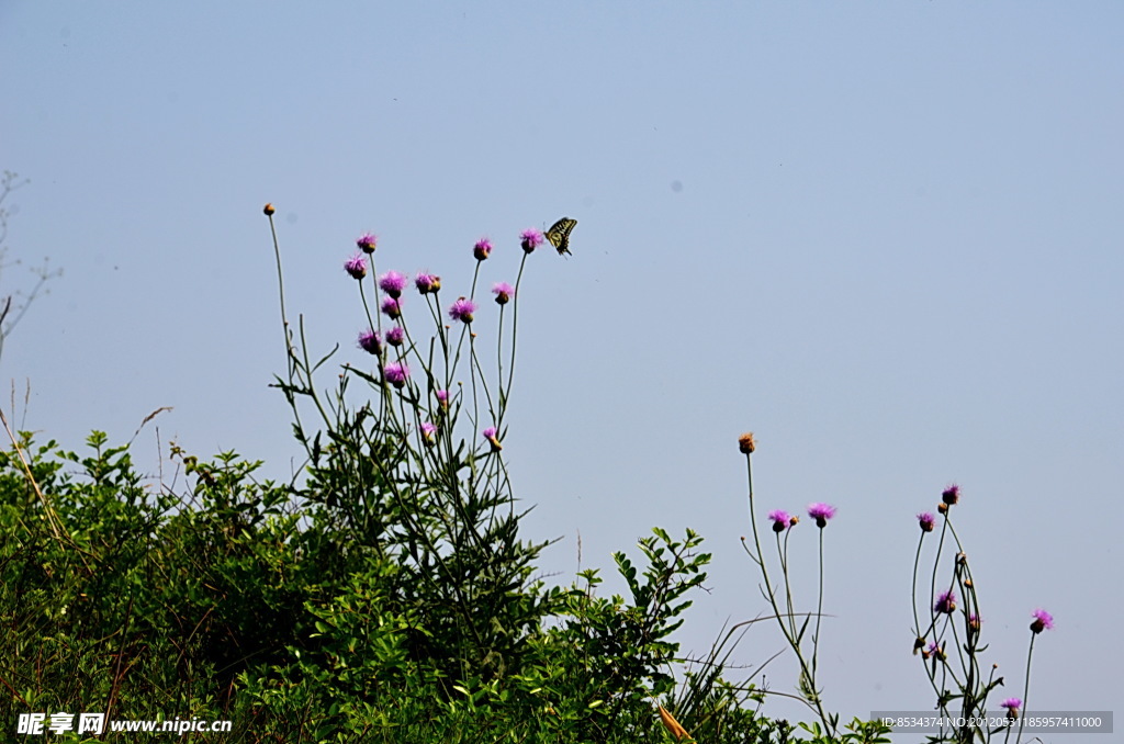 蝶恋花