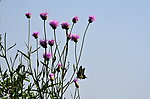 蝶恋花