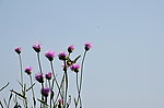 蝶恋花