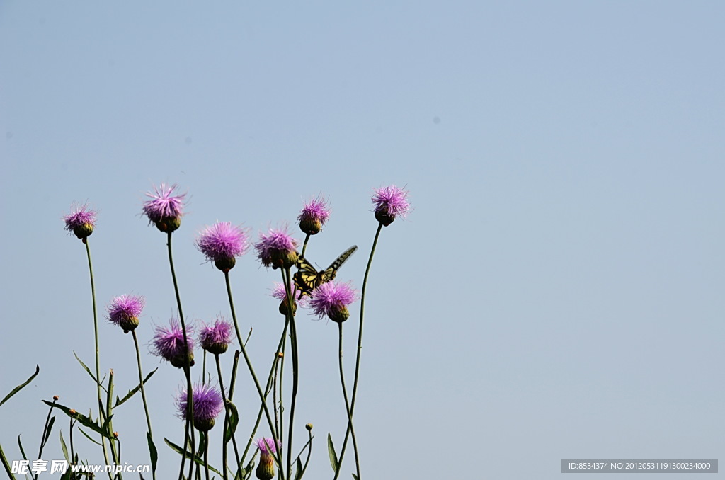 蝶恋花