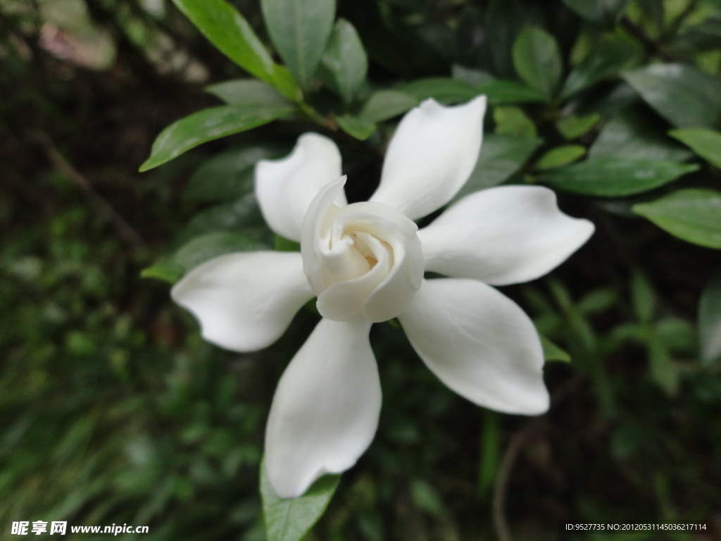 栀子花