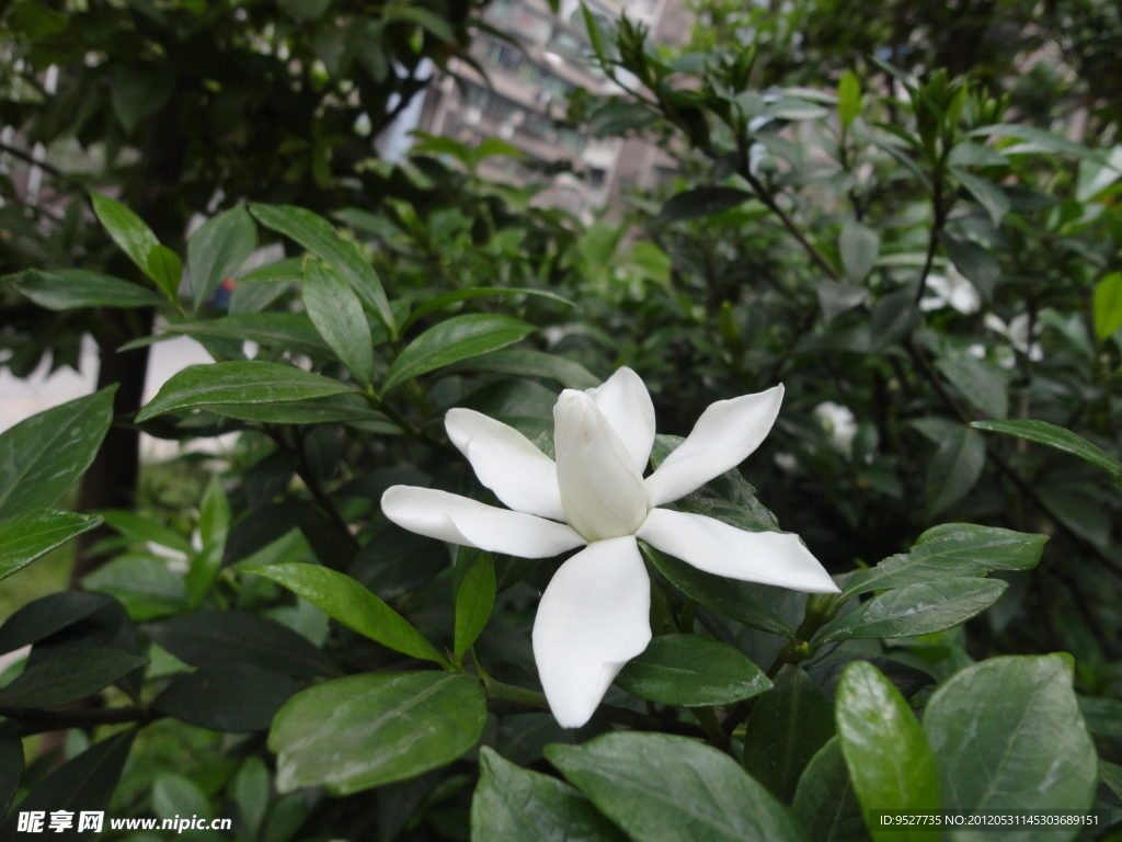 栀子花