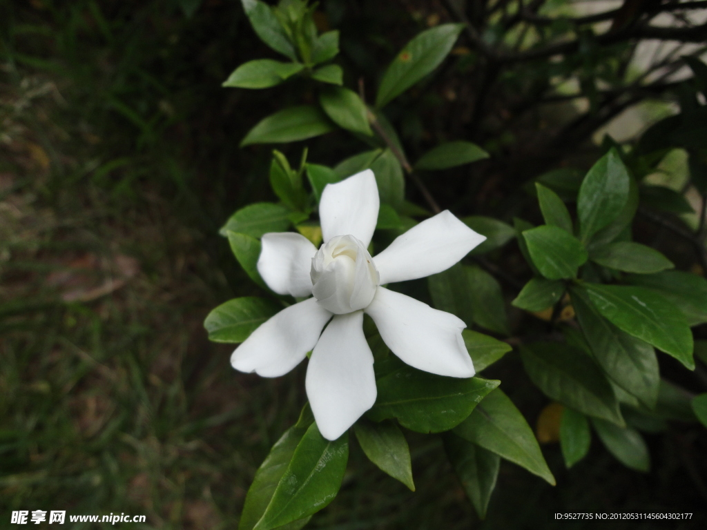 栀子花