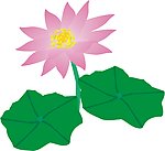 荷花
