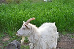 小山羊