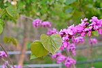 百花齐放