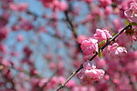 百花齐放