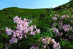 杜鹃花