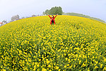 东平 油菜花